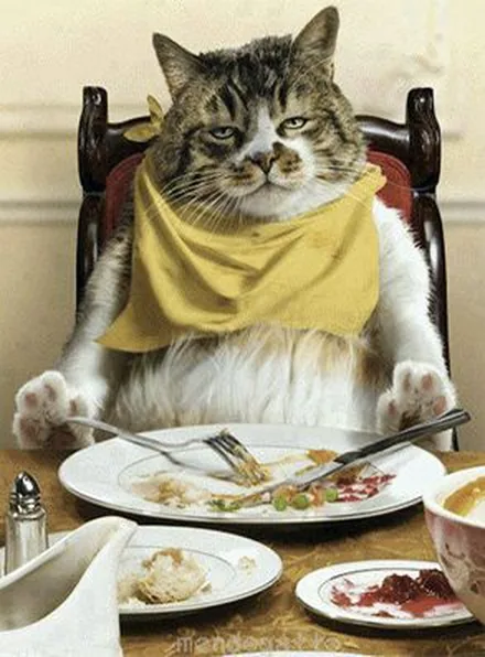 Gato sentado a la mesa con un babero amarillo delante de un plato