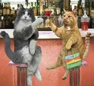 Dos gatos sentados en la barra de un bar, uno con una copa en la pata