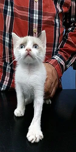 Gatito blanco y gris sujetado por una persona sobre una mesa de consulta